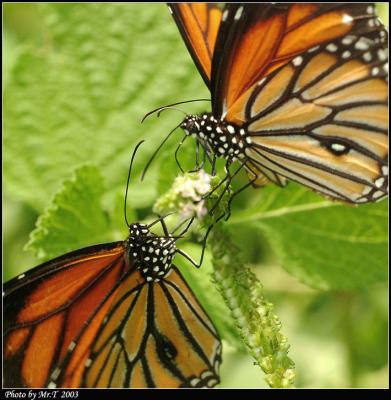 괳 Common Tiger  (Danaus genutia)