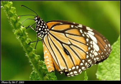 괳 Common Tiger  (Danaus genutia)
