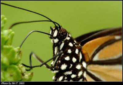 괳 Common Tiger  (Danaus genutia)