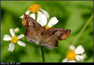 ͧ˽ Chestnut Angle (Odontoptilum angulatum)