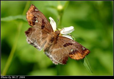 ͧ˽ Chestnut Angle (Odontoptilum angulatum)