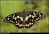 F Lime Butterfly (Papilio demoleus)