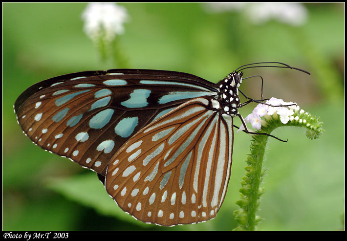 Y Ceylon Blue Glassy Tiger (Ideopsis similis)