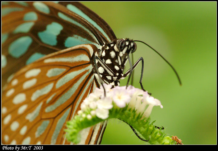 Y Ceylon Blue Glassy Tiger (Ideopsis similis)