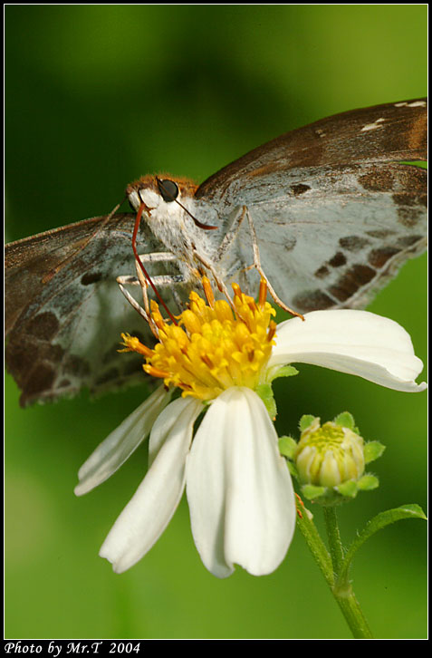 ͧ˽ Chestnut Angle (Odontoptilum angulatum)
