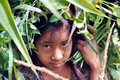 Carrying a Heavy Load of Grass, Siruwari Balami Gau