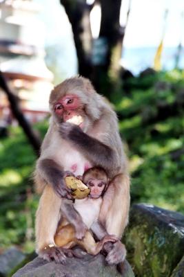 Monkey Temple Swayambhunath, Kathmandu