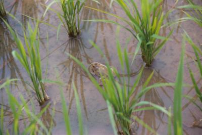 Frog in the Rice, Siruwari Balami Gau
