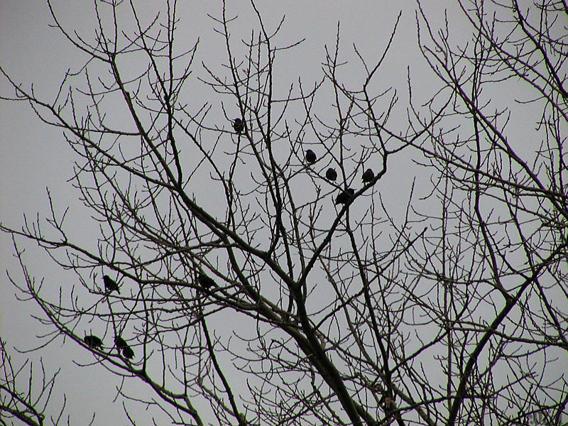 Birds in a tree.jpg(303)