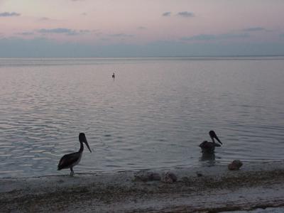 Islamorada Pelicans at Dawn