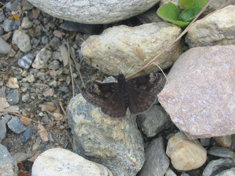 Wild Indigo Duskywing