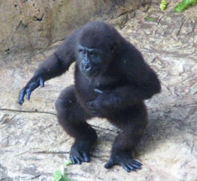 u20/mwalker427/medium/36481335.gorilla.jpg