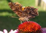 Eastern Comma