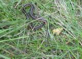 Garter Snake