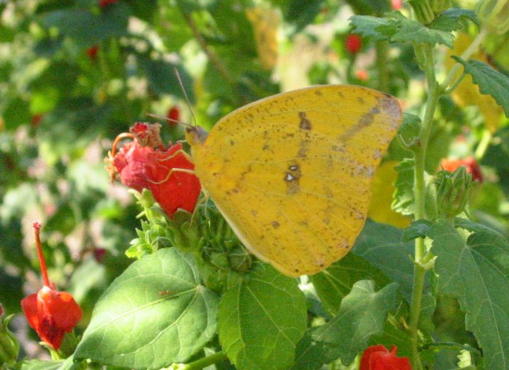 Sulphur