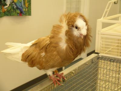 Bird-Shoppe-002.jpg