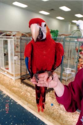Bird-Shoppe-055.jpg
