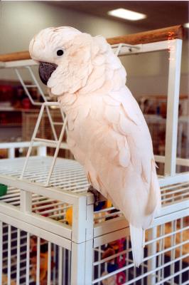Bird-Shoppe-052.jpg