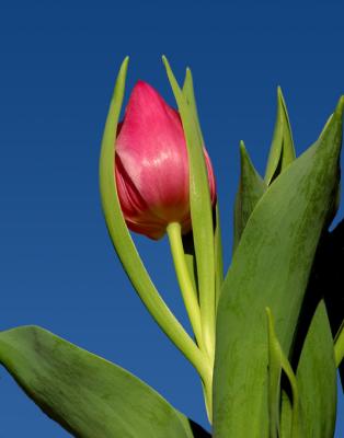fucshia tulip