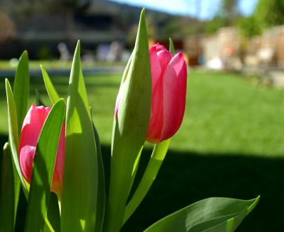 fucshia tulip 2