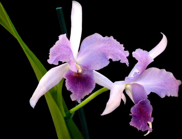 purple white ruffled