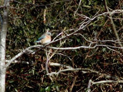 Eastern Bluebird