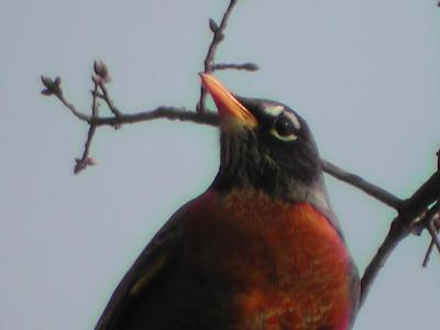 Robin Closeup