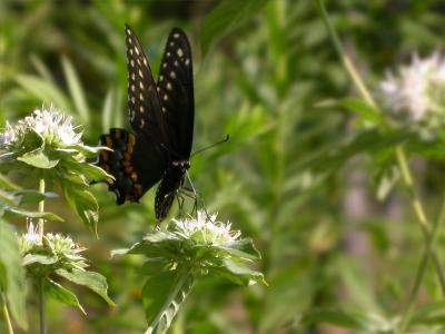 Black Swallowtail