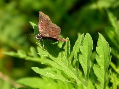 Common Sootywing