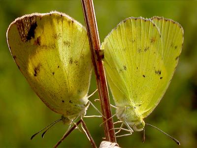 Little Yellow Sulphur