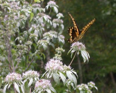 Giant Swallowtail