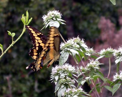 Giant Swallowtail