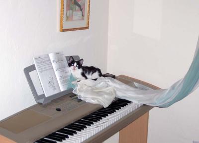 Miss Puss Wants to Play the Piano