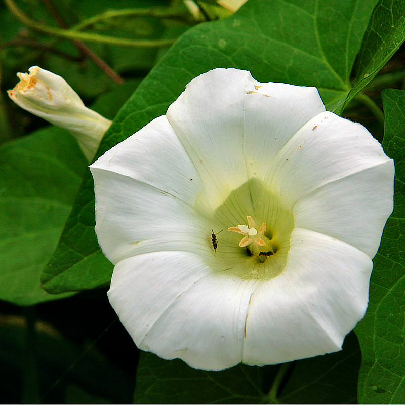 Calystegia sepium