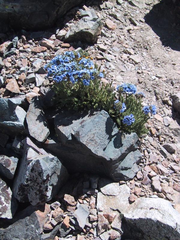 Mount Dana: Rare high altitude flowers.