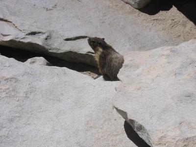 Summit marmot