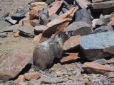 Dana marmot