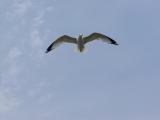 Soaring<br>by Ted S