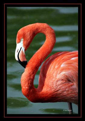 Flamingo.jpg