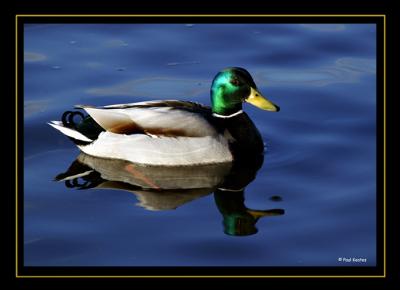 Mr-Mallard.jpg