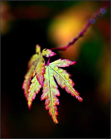 Autumn-Leaves--03.jpg