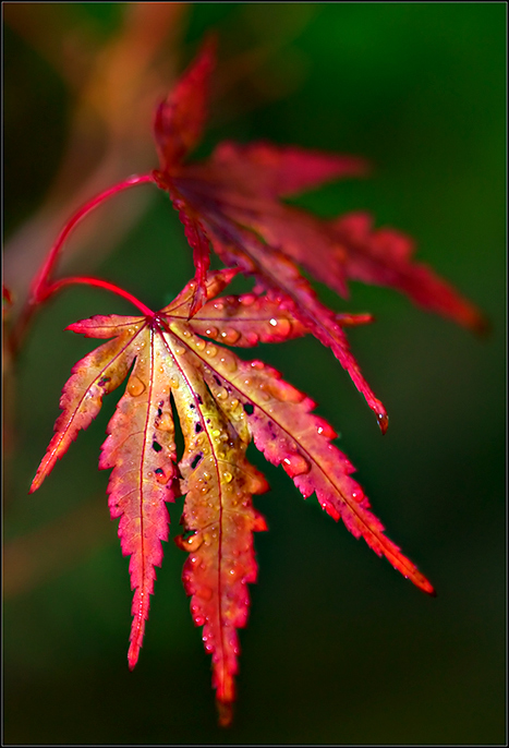 Autumn-Leaves--04.jpg