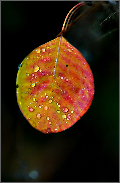 Autumn-Leaves--05.jpg