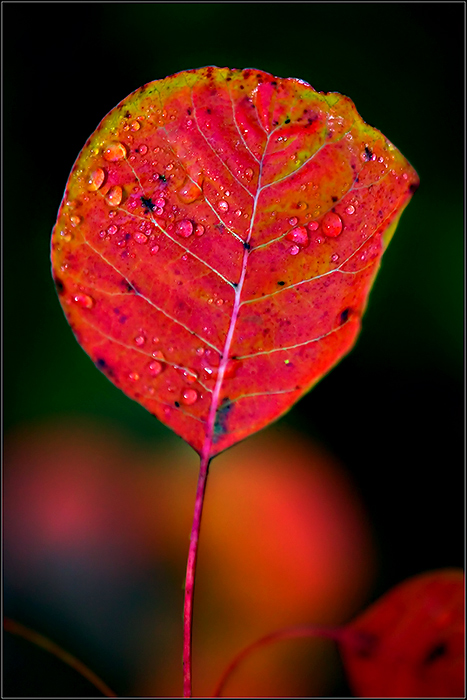 Autumn-Leaves--09.jpg
