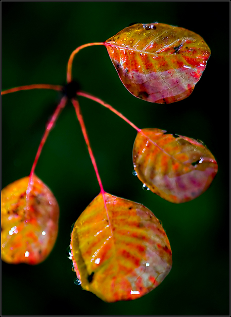 Autumn-Leaves--13.jpg