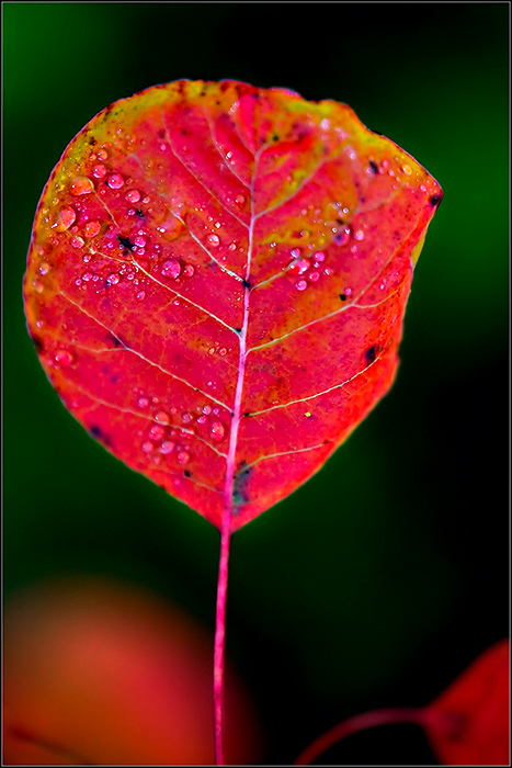 Autumn-Leaves--14.jpg
