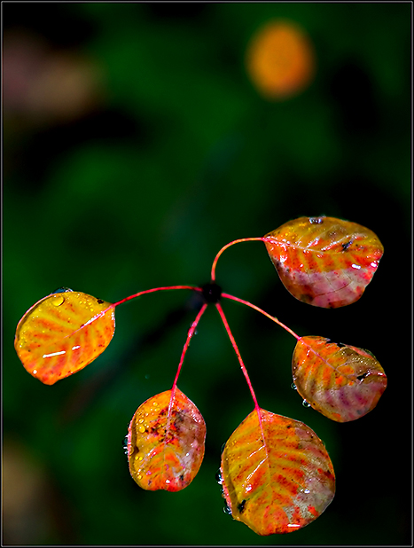 Autumn-Leaves--21.jpg