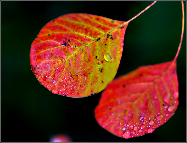 Autumn-Leaves--25.jpg
