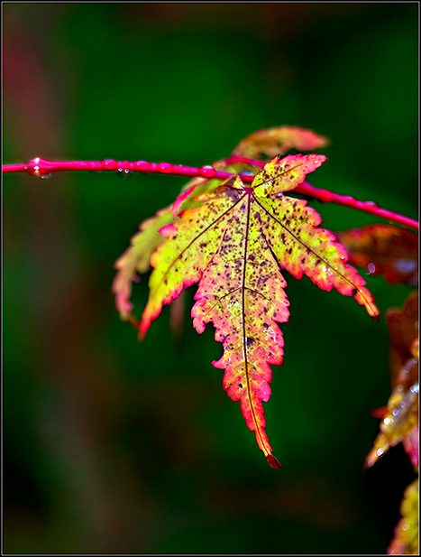 Autumn-Leaves--30.jpg