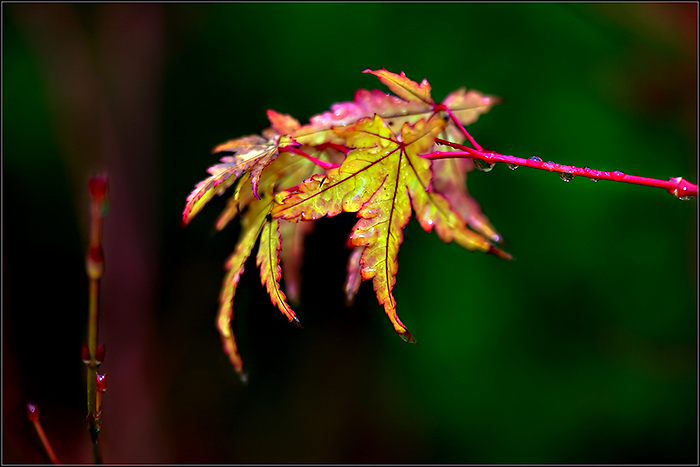 Autumn-Leaves--31.jpg